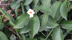 Camellia sinensis