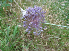 Allium ampeloprasum