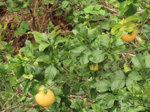 Citrus maxima