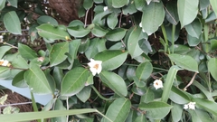 Camellia sinensis