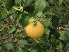 Citrus maxima