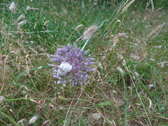 Allium ampeloprasum