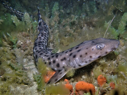 Blackspotted catshark (Aulohalaelurus labiosus) — Scyliorhinidae — 3