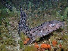 Aulohalaelurus labiosus