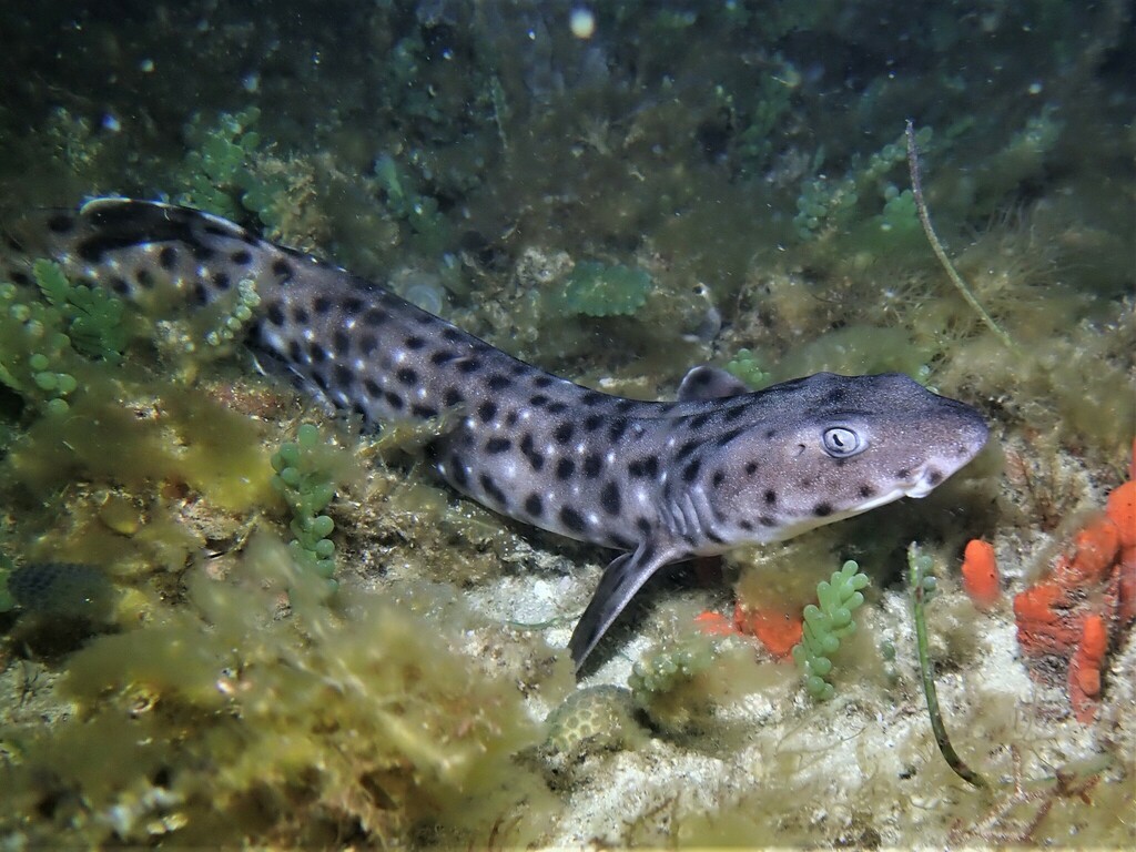 Blackspotted catshark (Aulohalaelurus labiosus) — Scyliorhinidae