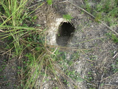 Oryctolagus cuniculus cuniculus