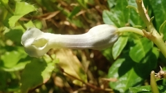 Ceropegia sahyadrica