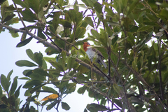 Erithacus rubecula superbus