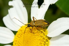 Calocoris nemoralis