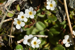 Myosotis lyallii elderi