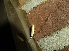 Eilema lurideola