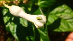 Ceropegia sahyadrica
