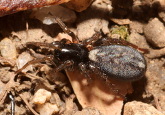 Zodariidae