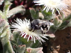 Anthophora alluaudi
