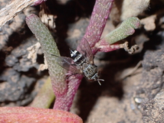Chetogena acuminata