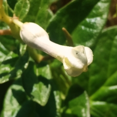 Ceropegia sahyadrica