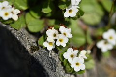 Myosotis lyallii elderi