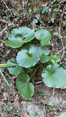 Magnoliopsida
