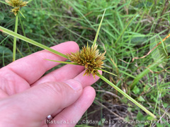 Cyperus polystachyos polystachyos