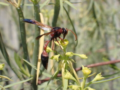 Delta dimidiatipenne