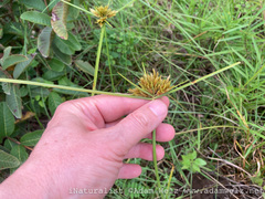 Cyperus polystachyos polystachyos