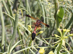 Delta dimidiatipenne