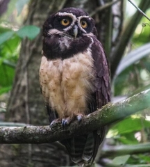 Pulsatrix perspicillata