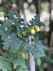 Senna surattensis