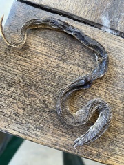 Pseudonaja textilis