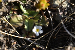 Myosotis lyallii elderi
