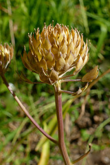 Iberis umbellata