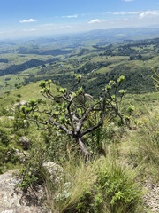 Protea
