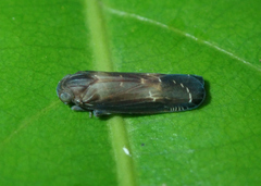 Plectoderini