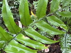 Polystichum integripinnum