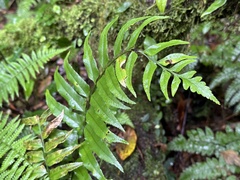 Polystichum integripinnum