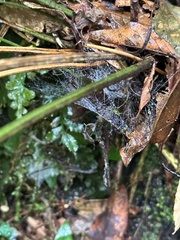 Polystichum integripinnum