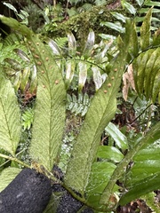 Polystichum integripinnum