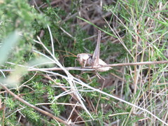 Thyreonotus corsicus