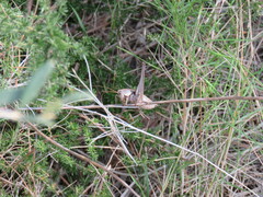 Thyreonotus corsicus