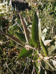 Asclepias mellodora