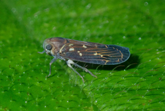Plectoderini