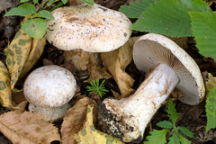 Cortinarius coerulescentium