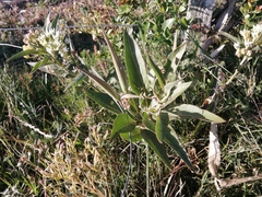 Asclepias mellodora