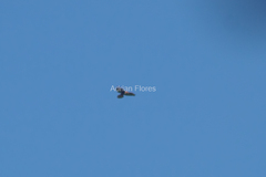 Buteo buteo insularum