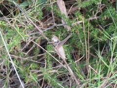Thyreonotus corsicus