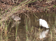 Egretta garzetta garzetta
