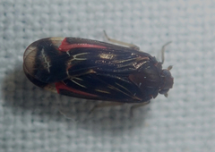 Achilidae