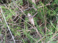 Thyreonotus corsicus
