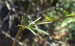 Ipomoea ternifolia leptotoma