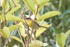 Basileuterus rufifrons